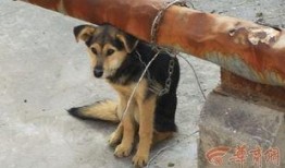 西安狗狗爆料事件最新消息,真相大白，背后原因令人震惊