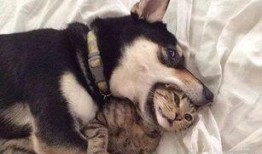 紫狗技能爆料视频,全新特效与玩法亮点抢先看